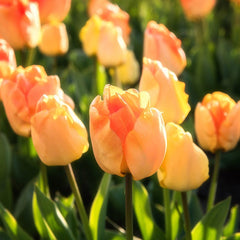 Daydream Darwin Tulip