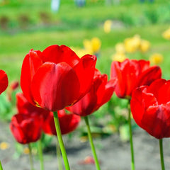 Red Oxford Darwin Tulip