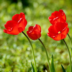 Parade Darwin Tulip