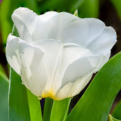 Hakuun Darwin Tulip