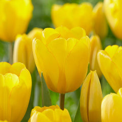 Golden Oxford Darwin Tulip