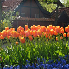 Sweet Treats Tulip Bulb Collection