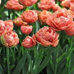Copper Image Double Late Tulip