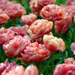 Copper Image Double Late Tulip