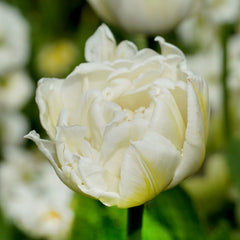 Mount Tacoma Double Late Tulip