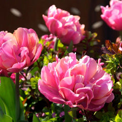 Pink Star Double Late Tulip
