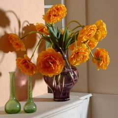 Sunlover Double Late Tulip