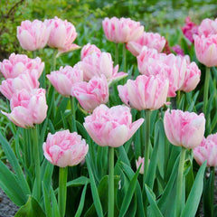 Foxtrot Double Late Tulip