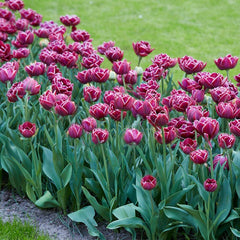 Dream Touch Double Late Tulip