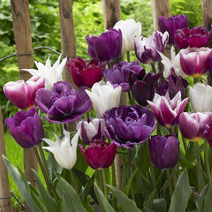 Endless Spring Purple Tulip Mix