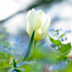 White Emperor Tulip