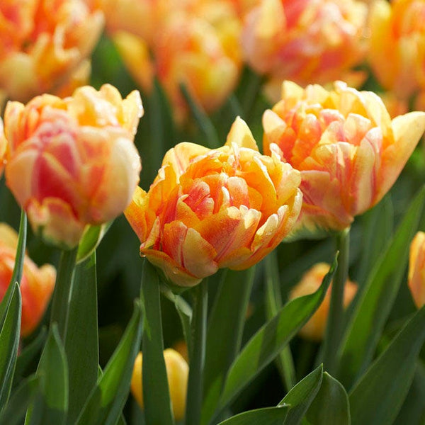 Foxy Foxtrot Double Early Tulip