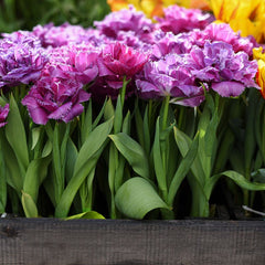 Mascotte Fringed Tulip