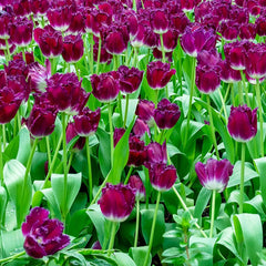 Purple Crystal Fringed Tulip