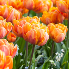 Orange Princess Double Late Tulip