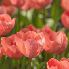 Orange Van Eijk Darwin Tulip