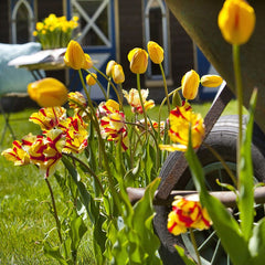 Flaming Parrot Tulip