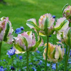 Green Wave Parrot Tulip