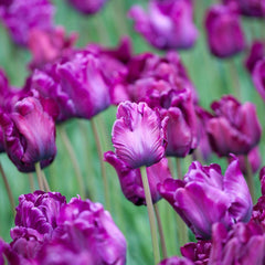 Victorias Secret Parrot Tulip