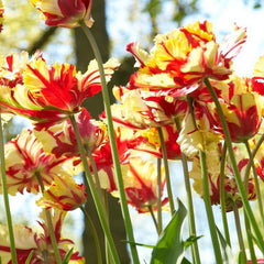 Flaming Parrot Tulip