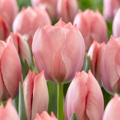 Dreamy Drift Tulip Collection