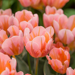 Rhapsody Bulb Collection