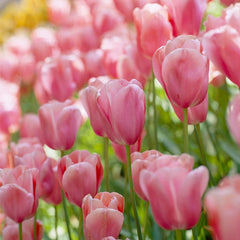 Spring Romance Bulb Collection