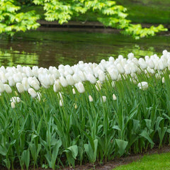 Snow White Single Late Tulip