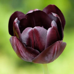 Passion Tulip Flower Bulb Collection