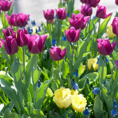 Purple Flag Triumph Tulip
