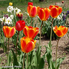 Apeldoorn Elite Darwin Tulip