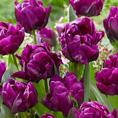 Purple Peony Double Late Tulip