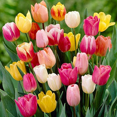 Rainbow Triumph Tulip Mix