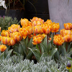 Orange Princess Double Late Tulip