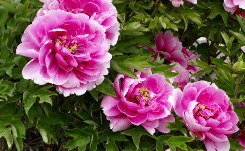 Festiva Maxima Double Purple Peony 2-3 Eye 2 Bulbs Bareroot for Fall Planting