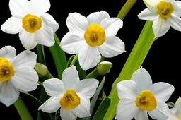 Fancy Flowers Daffodil/Narcissus Bulbs Flower Seeds Daffodil Seeds Yard Garden Plants Home Balcony Bonsai