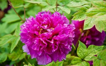 Festiva Maxima Double Purple Peony 2-3 Eye 2 Bulbs Bareroot for Fall Planting