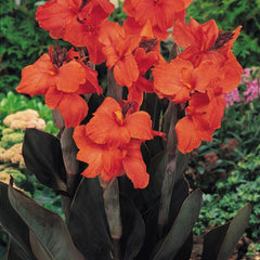 Orange Chocolate Canna Lily