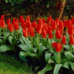 Red Emperor Tulip