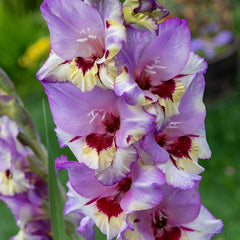 Vista Gladiolus