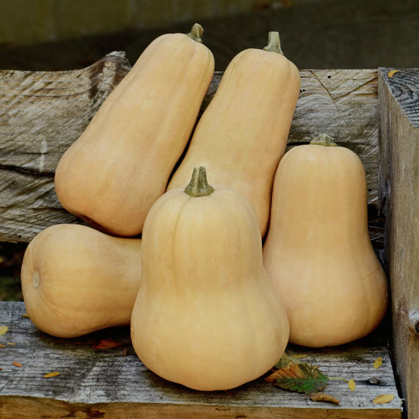 Waltham Butternut Winter Squash