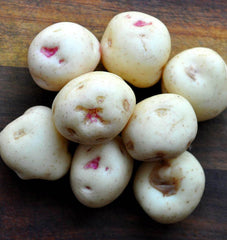Warba Organic - Seedsplant