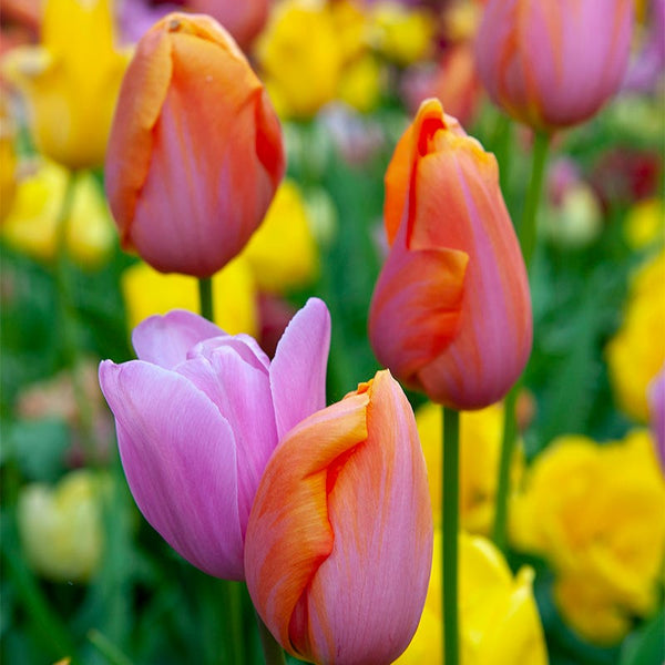 Sweet Treats Tulip Bulb Collection