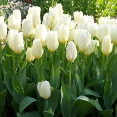 Passion Tulip Flower Bulb Collection