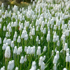 Naturalizing Nectar Low Grow Bulb Collection