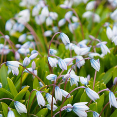 White Squill