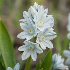 Precious Pearls Bulb Collection
