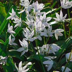 Precious Pearls Bulb Collection