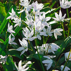 Princess Garden Bulb Collection