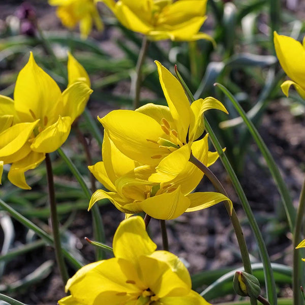 Wild Woodland Tulip